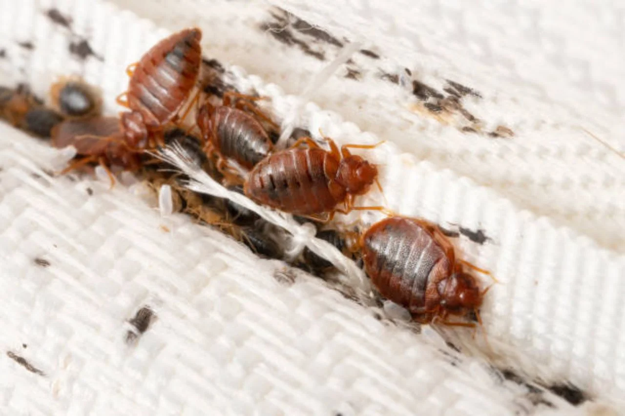 Bed Bug Pest Control