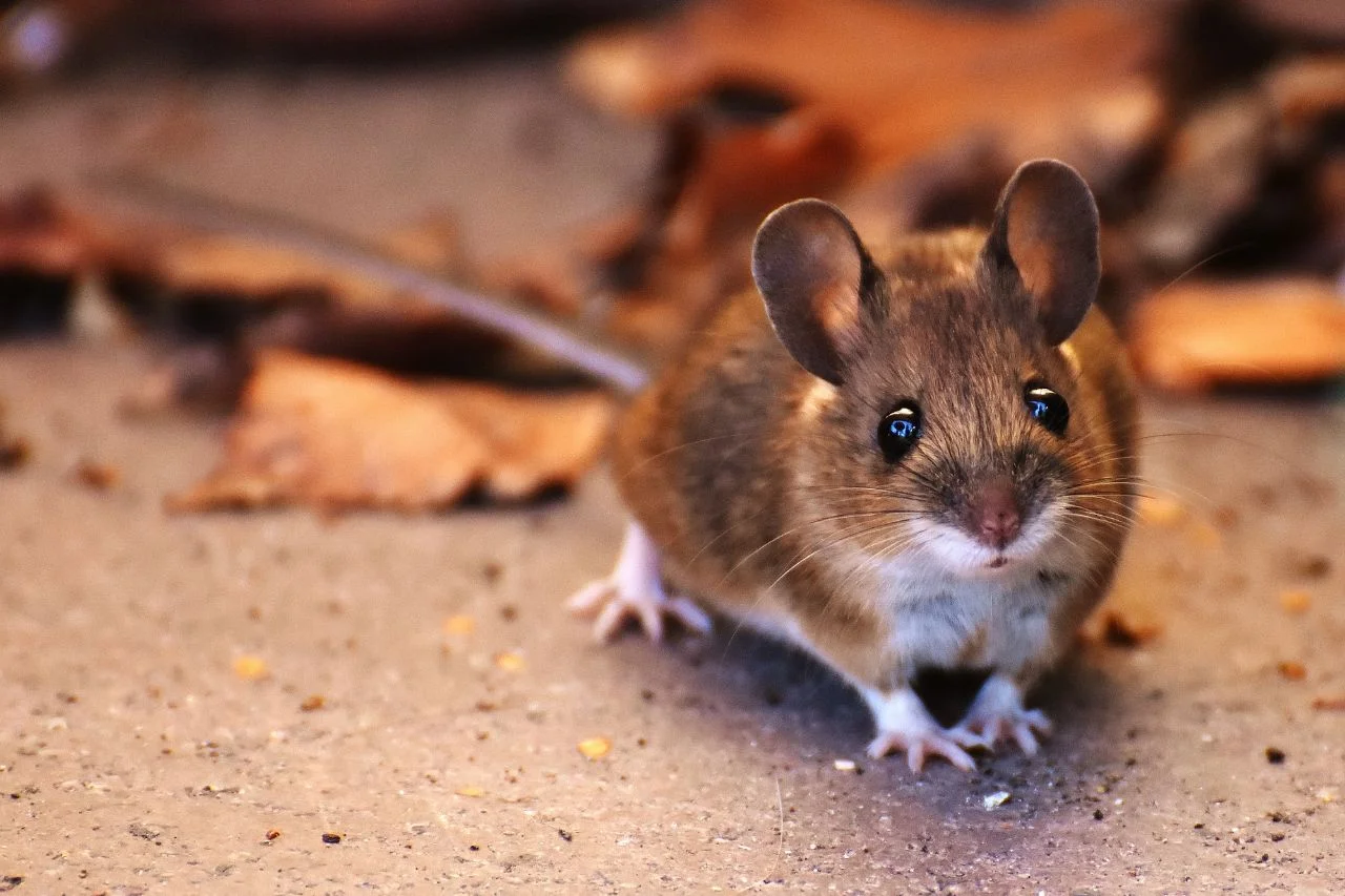 Rodent Control