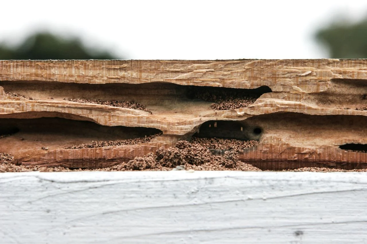 Termite Inspection and Treatment