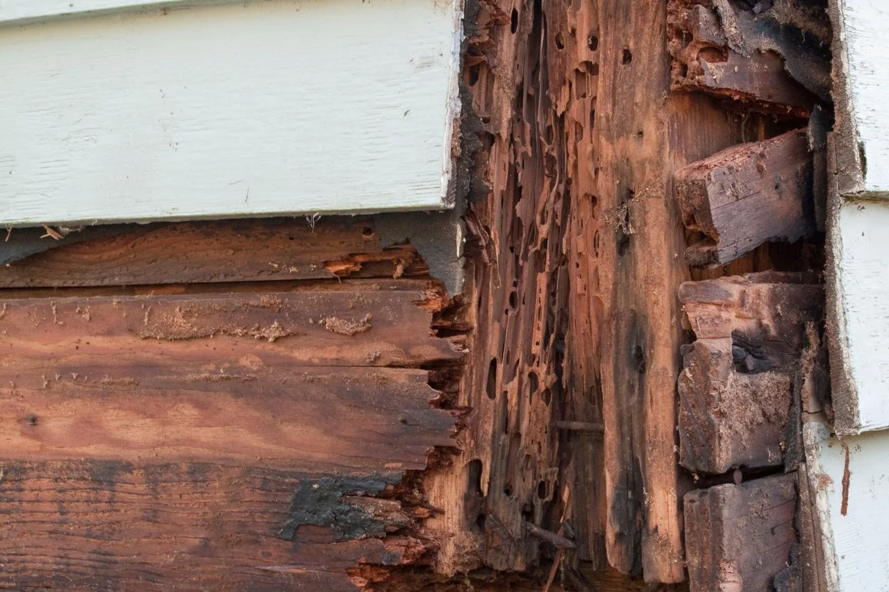 Termite Inspection